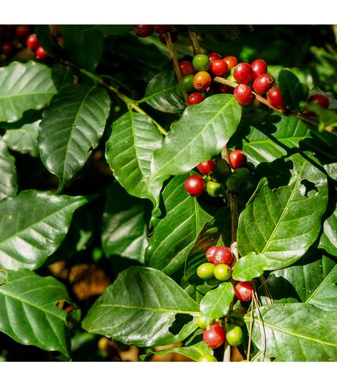 Pageant Costumes, Coffea Arabica, Coffee Beans, Fruit, Coffee, Flowers, Green, Red