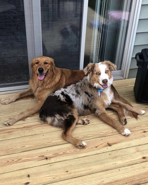 Golden & Aussie BFFS Golden Retriever And Australian Shepherd, Australian Shepherd And Golden Retriever, Golden Aussie, Australian Shepherd Golden Retriever, Aussie Mix, Dream Life House, Future Life, Australian Shepherd, Dream Life