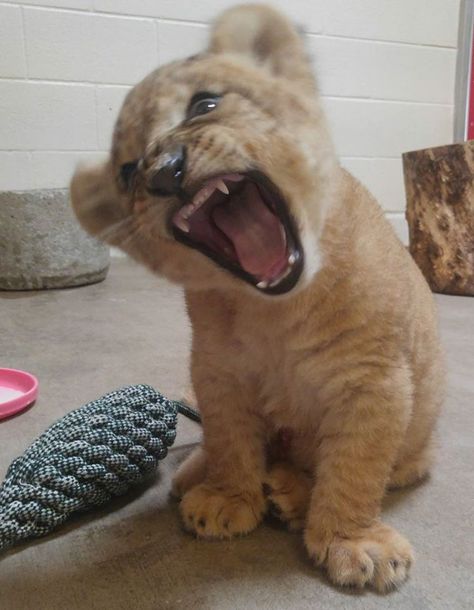 Meet Bahati The Cub, The Adorable Model For Simba In The Lion King Remake | Bored Panda Lion King Remake, Pet Lion, Female Lion, Lions Photos, Cute Lion, Lion Cub, Baby Lion, Pretty Animals, Silly Animals