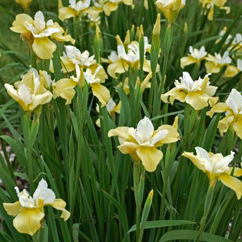 Iris Sibirica, Deer And Rabbit, Siberian Iris, Bigleaf Hydrangea, Black Walnut Tree, Panicle Hydrangea, Hobbit Hole, Clear Tape, Border Plants