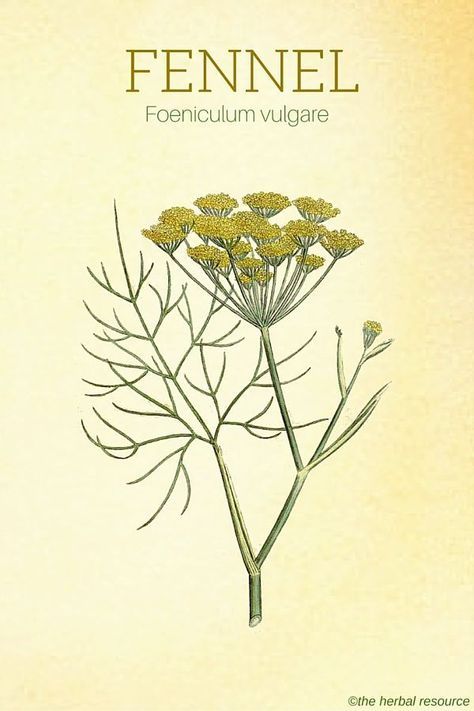 Fennel Health Benefits, Fennel Herb, Foeniculum Vulgare, Herbal Plants, Herbal Apothecary, Healing Plants, Herbal Healing, Wild Edibles, Herbs For Health