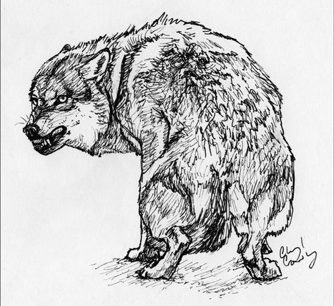 Wolf Snarl, Aggressive Wolf, Wolf Sketches, Realistic Wolf, Snarling Wolf, Wolf Drawings, Wolf Sketch, Wolf Illustration, Werewolf Art