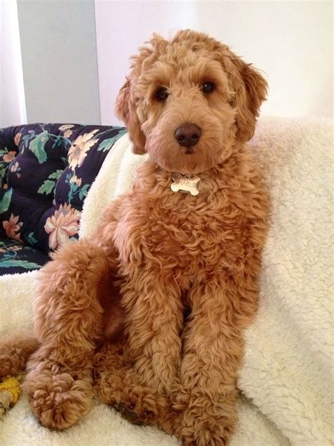 doodle puppy cut at DuckDuckGo Full Grown Goldendoodle, Golden Doodle Pictures, Cockerpoo Full Grown, Goldendoodle Full Grown, Goldendoodle Haircuts, Goldendoodle Grooming, Puppy Haircut, Doodle Pictures, Hottest Hairstyles