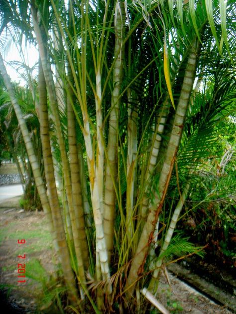 Areca Palm Areca Palm Care, Areca Palm Indoor, Dypsis Lutescens, Areca Palm Plant, Cat Safe Plants, Easy Care Houseplants, Florida Gardening, Cat Plants, Areca Palm