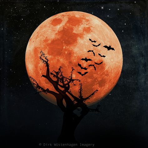 Spooky tree and bats against an orange full moon - photo illustration #halloween #spooky #bats Leather Jacket Design, Halloween Outfit Ideas, Spooky Background, Helloween Wallpaper, Spooky Tree, Wallpaper Aesthetic Wallpaper, Halloween Wallpaper Backgrounds, Orange Icons:), Orange Moon