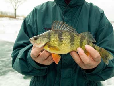 Introduction to Perch Fishing Tips - HowStuffWorks Carp Fishing Tips, Perch Fishing, Fly Fishing Tips, Fly Fisherman, Pike Fishing, Fishing Techniques, Ice Fishing, Trout Fishing, Best Fishing