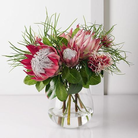 Colour: FuschiaDimensions: 72cml Easily maintained this gorgeous protea king stem will bring lasting beauty into your home. Create a one of a kind artificial arrangement mixing with other faux stems from our immense native range or place in a decorative vase on its own. Made from the finest of materials this faux protea king looks amazingly real. Being artificial, this flower stem will offer enduring beauty with minimal maintenance, keep out of direct sunlight. Faux Stems, Round Sectional, Christmas Clock, Protea Flower, Mirror Headboard, Floral Interior, Flower Stem, Plant Basket, Floor Standing Lamps