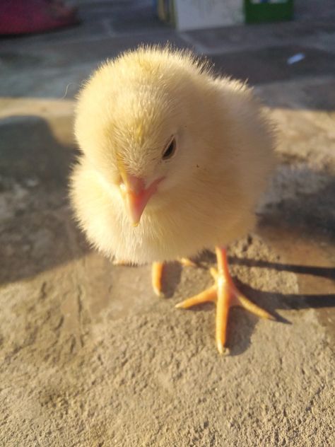 Baby Chicks Aesthetic, Pollo Animal, Infographic Poster, Dreamy Photography, Baby Chickens, Cute Funny Babies, Cute Animals Images, Cute Photography