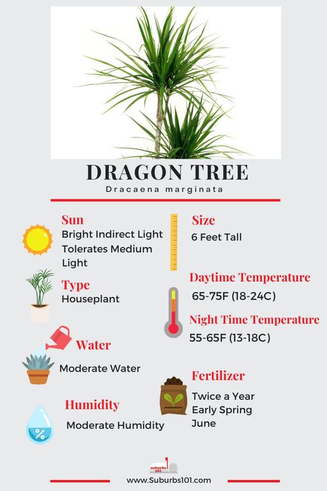 Golden Dragon Tree, Dracena Marginata Care, Dracaena Marginata Care, Dragons Tail Plant, Dragon Tree Plant Indoor, Dracaena Fragrans Plant Care, Dragon Plant Indoor, Dragon Tree Plant Care, Draceana Plants