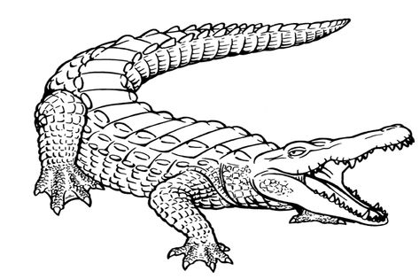 printable+pictures+of+alligators | Free Printable Alligator Coloring Pages For Kids Crocodile Illustration, Alligators Art, Saltwater Crocodile, Desenho Tattoo, Crocodiles, Coloring Pages To Print, Free Printable Coloring, Animal Coloring Pages, Free Printable Coloring Pages