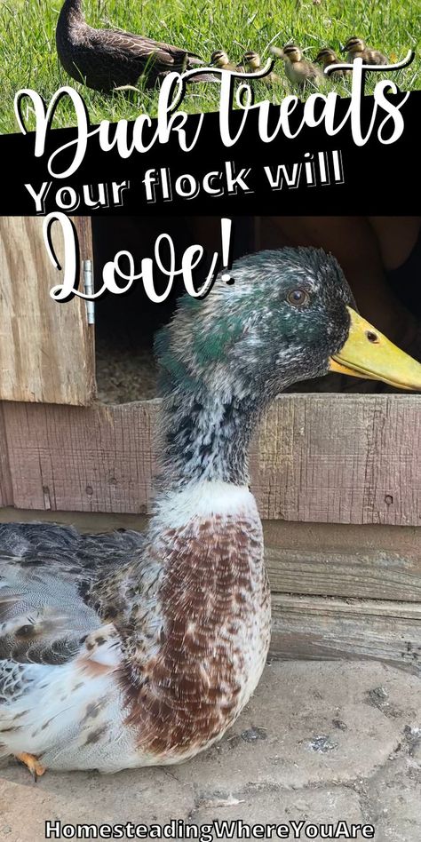 Diy Duck Food, Duck Coop Accessories, Duck Treats Ideas, Duck Treats Homemade, Snacks For Ducks, Homemade Duck Feed, Duck Hacks, Duck Pen Ideas Diy Simple, Duck Essentials