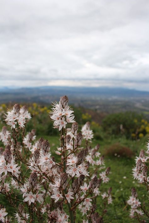 The Asphodel in Greek Mythology — ekstasy vine Cassandra Greek Mythology, Greek Flowers, Storyboard Ideas, Ancient Greek Words, Flowers Growing, Yellow Wildflowers, Mood Images, Spooky House, Life Transitions