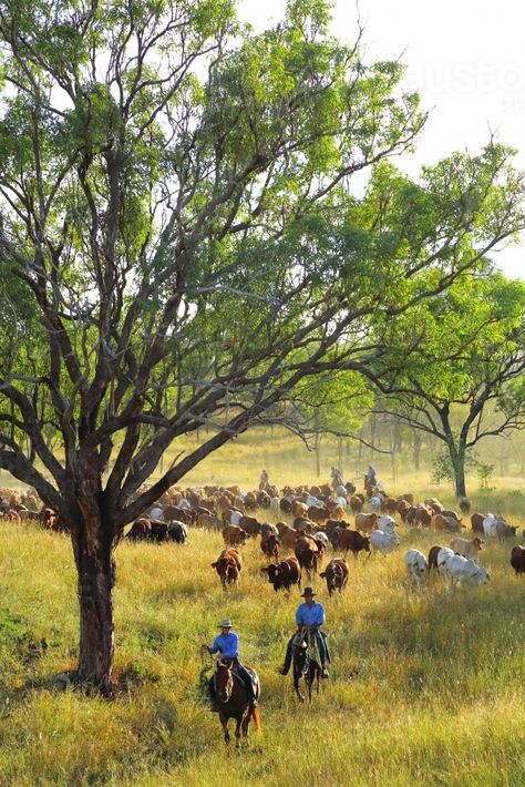 Stockmen and women mustering a mob of cattle among trees : Austockphoto Cattle Mustering Australia, Australian Bush Aesthetic, Cattle Station Australia, Mustering Cattle, Australian Kookaburra, Cattle Station, Farm Dream, Australian Country, Australian Farm