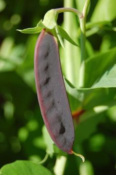 purple-snow-peas-torontogardensblogspot-230 Pea Pods Recipe, Snow Peas Recipe, Asian Slaw Recipe, Snow Pea, Purple Snow, Edible Gardens, Vegetable Salad Recipes, Chinese Vegetables, Asian Slaw