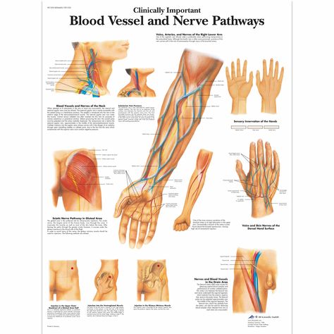 Digestive System Model, Phlebotomy Study, Brain Models, Human Spine, Medical Posters, Kinesiology Taping, Phlebotomy, Medical Anatomy, Nursing Notes