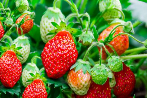 Strawberries are one of the easiest fruits to grow. Discover some advice for starting your strawberry plants off right and keeping them healthy. Strawberry Plant Care, Growing Strawberries Indoors, Strawberry Companion Plants, Strawberry Runners, Everbearing Strawberries, Strawberry Varieties, Strawberry Leaves, Strawberry Seed, Healthy Strawberry