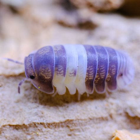 Panda King #Isopods now available https://www.xyzreptiles.com/product/panda-king-isopods-for-sale-cubaris-sp/ Cubaris sp #XYZReptiles #Isopod #IsopodPets #IsopodMorph #MicroPet #RolyPoly #RolliePollie #PillBug #Cubaris #CubarisPandaKing #isopodsforsale #isopoda #bug #insect #arthropod #crustacean #cleanupcrew #invertebrate #Isopodhours #Miami #terrarium #bioactive #vivarium #specimen #insectbreeding Bioactive Vivarium, Woodlice, Pill Bug, Cool Insects, Cool Bugs, Beautiful Bugs, Creepy Crawlies, Arthropods, Vivarium