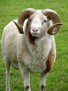 Horns Reference Photo, Ram Horns Reference, Goat Images, Sheep With Horns, Sheep Images, Goat Photo, Ram Animal, Sheep Horns, Natural Lawn