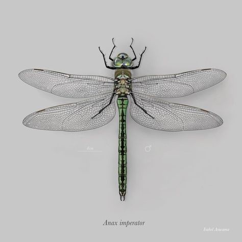 Dragonfly Taxidermy, Dragonfly Reference, Emperor Dragonfly, Wing Tattoos On Wrist, Dragonfly Illustration, Illustration Science, Dragonfly Images, Dragonfly Drawing, Dragonfly Photography