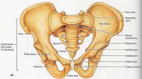 Pelvis Anatomy - Recon - Orthobullets Pelvis Anatomy, Hip Anatomy, Pelvic Girdle, Pelvic Bone, Anatomy Bones, Pelvic Region, Hip Flexor Stretch, Lower Limb, Human Anatomy And Physiology