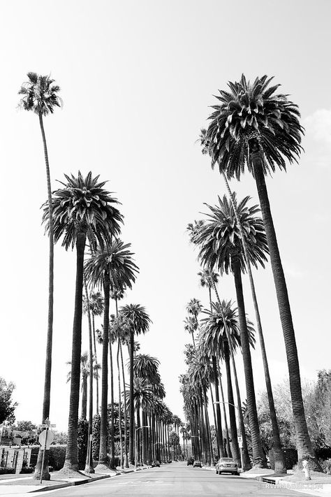 Los Angeles Palm Trees, Black And White Photo Wall, Black And White Picture Wall, Large Framed Prints, Picture Collage Wall, Black White Photography, Fine Art Photography Print, Photo Wall Collage, Photography Prints Art