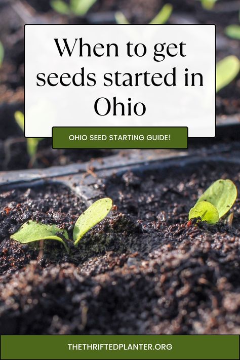 When to start seeds in Ohio! Learn when the best time to get your seeds started in ohio the buckeye state! Ohio Gardening Vegetables, Seedlings Indoors Starting, Seed Planting Calendar, Ohio Gardening, When To Start Seeds, When To Plant Seeds, Seed Starters, Seedlings Indoors, When To Plant Vegetables