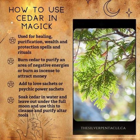 Herb Pantry, Witchy Ingredients, Witchy Notes, Witchy Plants, Magical Herbs Witchcraft, Herb Magick, Herbs Witchcraft, Burn Bay Leaves, Spiritual Ideas