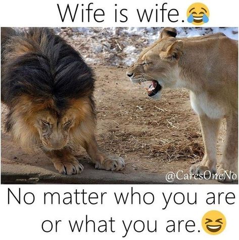 14 Times Animals Had To Deal With Their Mad Wives (Memes) - I Can Has Cheezburger? Lion Memes, Funny Lion, Bahasa Jepun, Funny Disney, Happy Funny, Quotes Happy, Funny Animal Jokes, Crazy Funny Memes, Funny Animal Memes