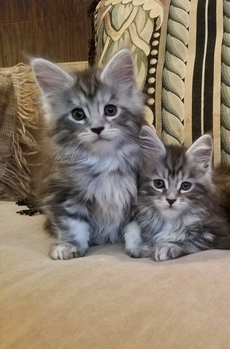 Silver Tabby Kitten, Tabby Kittens, Wild Onion, Grey Tabby Kittens, Munchkin Kitten, Grey Tabby, Hand Raised, Grey Kitten, Kittens For Sale