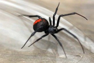 Spiders In Australia, Spider Photo, Redback Spider, Black Widow Tattoo, Koala Drawing, Spider Pictures, Spider Lamp, Spider Venom, Biological Science