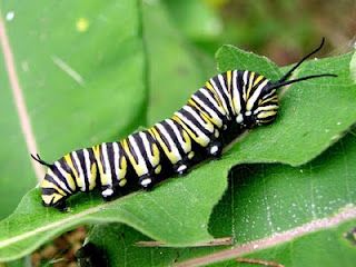 Monarch caterpillar Butterfly Metamorphosis, Florida Native Plants, Milkweed Seeds, Milkweed Plant, Monarch Caterpillar, Butterfly Life Cycle, Monarch Butterflies, Wild Nature, Butterfly Garden