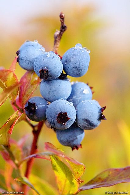 Blueberry Images, Maine Blueberries, Cheesecake Blueberry, Cake Blueberry, Blue Berries, Blueberry Fruit, Fruit Photography, Wild Blueberries, Blueberry Recipes