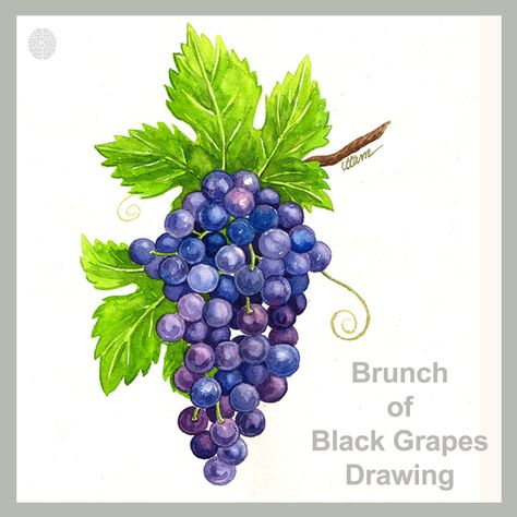 Simple and easy grapes painting with water color. Image by - K art and craft. Grapes Drawing, Grapes Painting, Vegetables Drawing, Grape Drawing, Make Drawing, Vegetable Drawing, Grape Painting, Grape Water, How To Draw Realistic