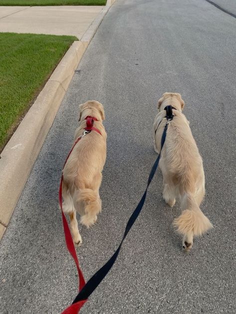 Dogs Aesthetic, Neighborhood Walk, Walking Dogs, Outside Dogs, Dog Photoshoot, Two Dogs, Dogs Golden Retriever, Golden Retrievers, Cute Poses For Pictures