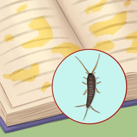 8 Signs That Bugs Have Moved Into Your House Big Bugs, Signs Of Termites, Bug Infestation, Natural Repellent, Cedar Oil, Fun Facts About Life, Scale Insects, Small Insects, Oil And Water