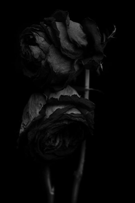 The Black Rose † Goth Billy Kidd, Photography Series, Black Roses, Dark Beauty, Gothic Art, Pics Art, Henri Matisse, Flowers Photography, Beauty And The Beast