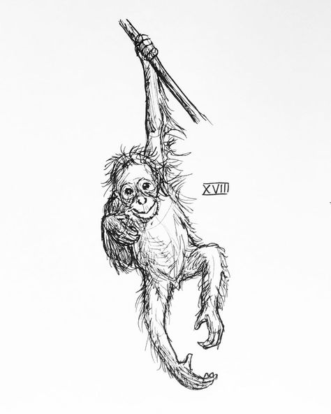 #inktober day 18! This is a baby orangutan for @pgillespie22 🙂 . #inktober2019 #inktoberday18 #drawing #ape #babyanimals #animalart… Hanging Monkey Tattoo, Orangutan Tattoo Design, Orangutan Tattoo Simple, Fine Line Monkey Tattoo, Orangutan Sketch, Spider Monkey Drawing, Drawings Of Monkeys, Ape Sketch, Orangutan Tattoo