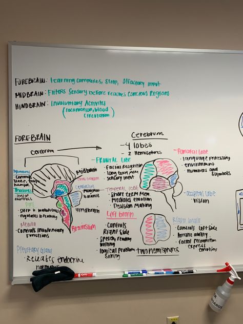 Neuroscience Major, Study University, Biology Major, Frontal Lobe, Career Vision Board, Right Brain, Neurology, Study Hard, Psychiatry