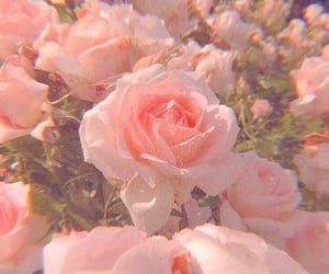 Pink Nature, Soft Pink Theme, Aesthetic Roses, Cat Air, Rosé Aesthetic, Pastel Pink Aesthetic, Pink Vibes, Pink Themes, Picture Collage