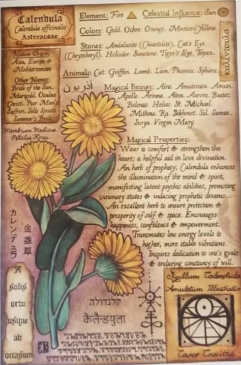 Sun Grimoire Page, Herbal Journal Ideas, Grimoire Journal Pages, Grimoire Pages Aesthetic, Calendula Magic, Plant Grimoire, Art Grimoire, Darkhold Pages, Grimoire Pages Ideas