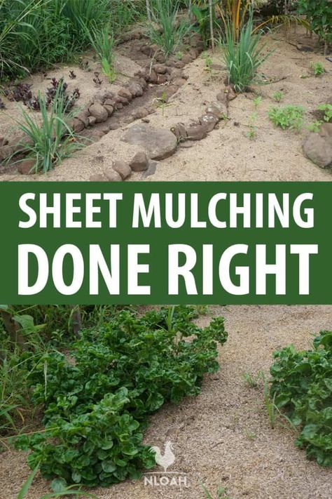 Mulch Garden, Fall Vegetable Gardening, Sheet Mulching, Vertical Vegetable Gardens, Types Of Mulch, Mulch Landscaping, Christmas Eye Makeup, Improve Soil Quality, Garden Plots