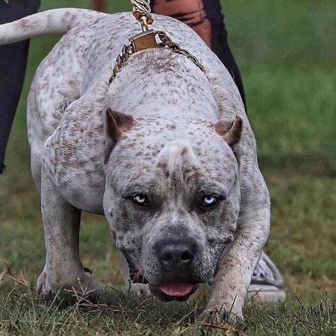 Bull Mastiff Dogs, Pitbull Dog Puppy, Pitbull Dog Breed, Bully Breeds Dogs, Big Dog Breeds, Scary Dogs, Mastiff Dogs, Giant Dogs, Animale Rare