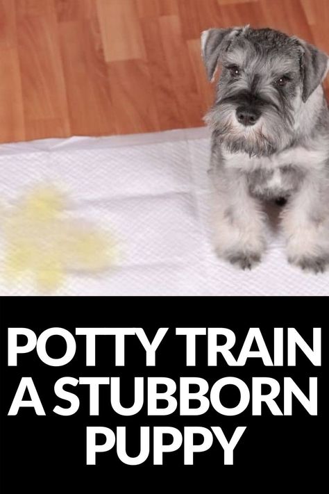 Dog Potty Training, Dog Potty, Potty Train, Dog Training Treats, Potty Training Puppy, Puppy Pads, Dog Pee, Dog Brain, Getting A Puppy