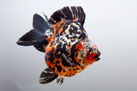 Princess Neptune, Goldfish Species, Aqua Planet, Goldfish Breeding, Ryukin Goldfish, Comet Goldfish, Oranda Goldfish, Fantail Goldfish, Fish Pictures