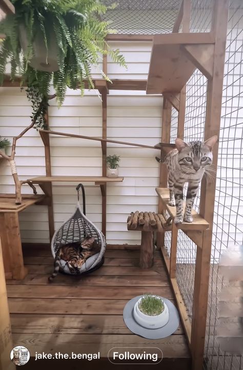 Outdoor Cat Enclosure Ideas, Catio Shelving Ideas, Catio Ideas Cat, Cat House Design, Cat House Outdoor, Catio Plans, Catio Ideas, Ideas For Cats, Outdoor Pet Enclosure