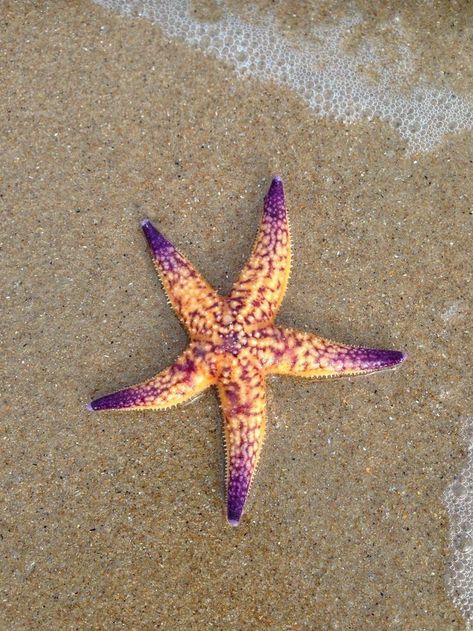 Starfish Photography, Starfish Species, Starfish Drawing, Starfish Tattoo, Sea Creatures Art, Stella Marina, Beautiful Sea Creatures, Star Fish, Aquatic Animals