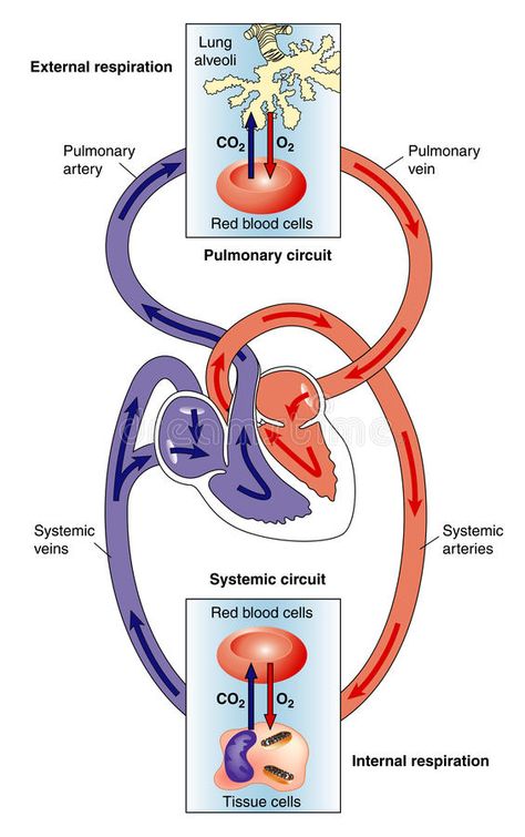 Blood Circulation Diagram, Human Circulatory System, Emt Study, Human Respiratory System, Heart Diagram, Basic Anatomy And Physiology, Student Login, Respiratory Therapy, Cool Science Facts