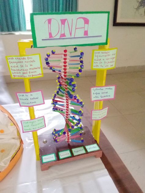 Material required:
1 small sized balls
2 computer sheets of different colour
3 thermapole sheet or sea foam
4 glace paper 
5 German glue
6 different marker colours
7 straws of different colours Dna Poster Project, Creative Dna Model Project, Dna School Project, Dna Replication Model Project Biology, Easy Dna Model Project, Dna Working Model, Dna Science Project, Dna Project Ideas, Dna Project Models