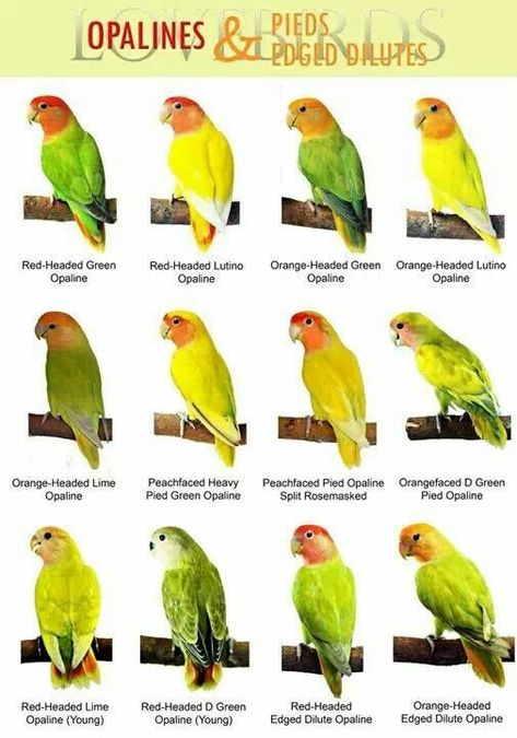 Lovebirds Love Birds Pet, African Lovebirds, Bird Breeds, Types Of Birds, African Love, Bird Identification, Bird Types, Bird Aviary, Bird Care