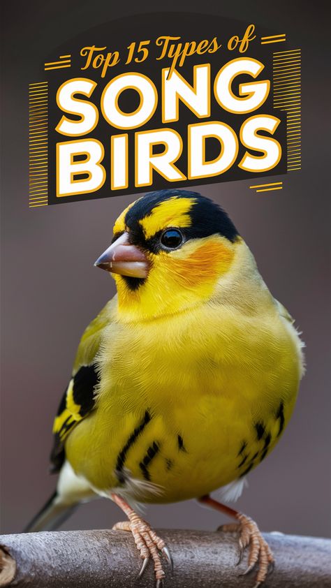 🎶 From the tiny Hummingbird to the majestic Eagle, discover the wide variety of Types Of Song Birds that grace our skies. #birdwatching #birdspecies Song Birds And Snakes, Birds Photography Nature, American Goldfinch, Song Sparrow, Downy Woodpecker, Song Birds, American Garden, Birds Photography, Black Capped Chickadee